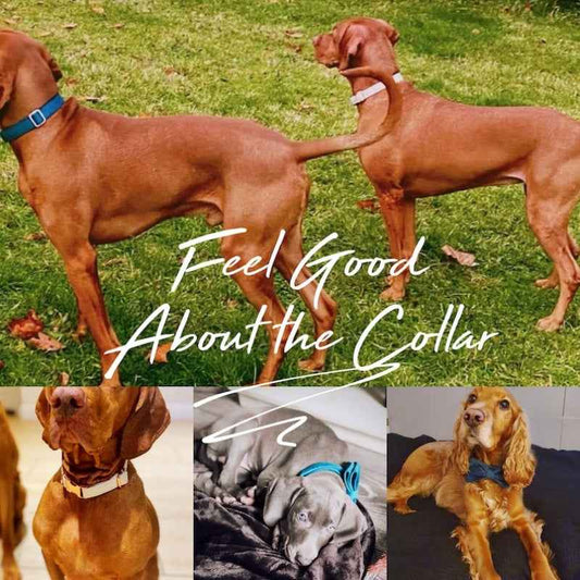 Luxury Velvet Personalized Dog Collar & Leash Set with Bow | Custom Pet Gift