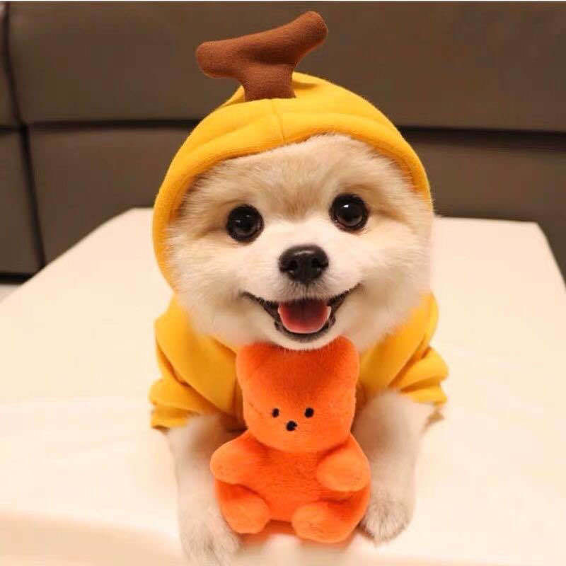 Small Dog Hoodie – Cute Fruit Fleece Coat for Puppies, Cats, Chihuahua